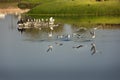 Birds flying over the water of a lake