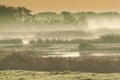 Birds flying over wetlands