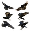 Birds flying ravens isolated on white background Corvus corax. Halloween - mix six birds