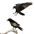 Birds flying ravens isolated on white background Corvus corax. Halloween - mix two birds