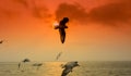 Birds Flying in river at Sunset Time, Sky Create colourful Background, just fill Amazing, The Ganga, India.