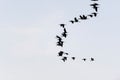 Birds flying in a row Royalty Free Stock Photo