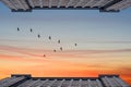 Birds flying in the shape of v between Buildings at the financial district, Chiacago, IL, USA. bottom view Royalty Free Stock Photo