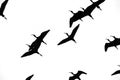 Birds Flying Sihouette Isolated Royalty Free Stock Photo