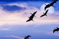 Birds Flying Silhouette Moon Royalty Free Stock Photo