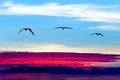 Birds Flying Silhouettes Royalty Free Stock Photo