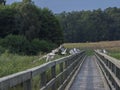 Birds flying and sitting on a wooden footbridge