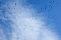 Birds flying in the sky. Royalty Free Stock Photo