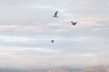 Birds Flying In The Sky Clouds Above Mountains Landscape Minimalist Style