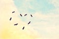 Birds flying in the sky, colorful, heart-shaped in the evening with selective focus on Royalty Free Stock Photo