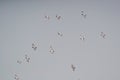 Birds Flying in Sky Royalty Free Stock Photo