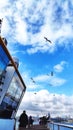 Birds flying in the sky of ÃÂ°stanbul