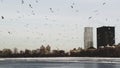 Birds flying in the sky of manhattan Royalty Free Stock Photo