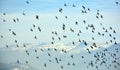 Birds flying in the sky