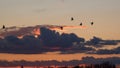 Birds flying in the sky during sunset Royalty Free Stock Photo