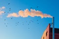 Birds flying through smoke