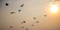 Birds flying sunset. Royalty Free Stock Photo