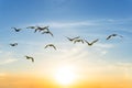 Birds flying on a sunset background Royalty Free Stock Photo