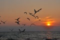 Birds Flying into the sunset Royalty Free Stock Photo