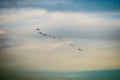 birds flying to home on colorful sky soft cloud Royalty Free Stock Photo