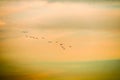 birds flying to home on sunset sky soft cloud Royalty Free Stock Photo