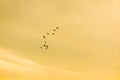 birds flying to home on sunset sky soft cloud Royalty Free Stock Photo