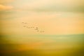 birds flying to home on sunset sky soft cloud Royalty Free Stock Photo