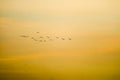 birds flying to home on sunset sky soft cloud Royalty Free Stock Photo