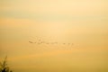 birds flying to home on sunset sky soft cloud Royalty Free Stock Photo