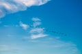 birds flying to home on white blue sky soft cloud Royalty Free Stock Photo