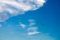 birds flying to home on white blue sky soft cloud Royalty Free Stock Photo