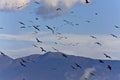 Birds flying to warmer areas