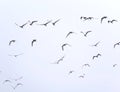 Birds flying together on the sky Royalty Free Stock Photo
