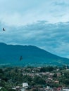 Birds are flying togheter with a mountain background