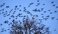 Birds flying and tree in foreground Royalty Free Stock Photo