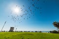 Birds flying under a shining sun