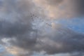 Birds flying in V formation above St Augustine Beach, Florida. Royalty Free Stock Photo