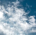Birds flying wedge against the blue sky Royalty Free Stock Photo