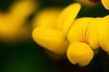 Birds foot trefoil