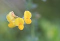 Birds-foot Trefoil flower Royalty Free Stock Photo