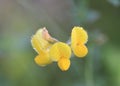 Birds-foot Trefoil flower Royalty Free Stock Photo