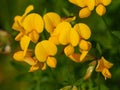 Birds foot trefoil Lotus corniculatus Royalty Free Stock Photo