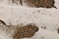 Birds footprints. crows & pigeons. Animals foot prints on the snow, ice, winter