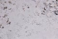 Birds footprints. crows & pigeons. Animals foot prints on the snow, ice, winter