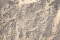 Birds footprints on dry white beach sand Royalty Free Stock Photo