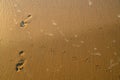 Birds footprints and footsteps of human feet on the sand on the beach at sunset Royalty Free Stock Photo