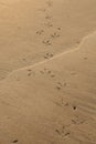 Birds footprints on sand beach.