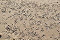 And birds' footsteps on the sand of the beach Royalty Free Stock Photo
