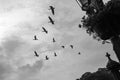 Birds, Forbidding Grey Sky and Graveyard Cross Royalty Free Stock Photo
