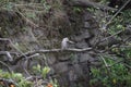 Birds in the Forest, A Symphony of Nature